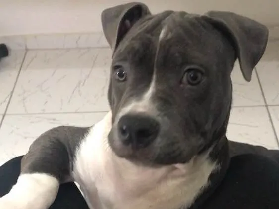 Cachorro ra a Pitbull - American Bully idade 2 a 6 meses nome Iron