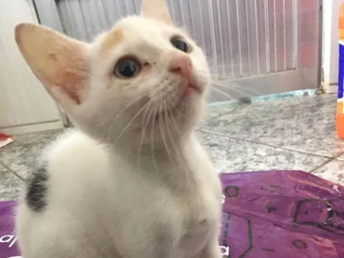Gato ra a Srd idade 2 a 6 meses nome Miucha