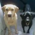 Negão