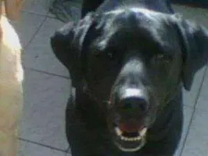 Cachorro raça Labrador  idade 6 ou mais anos nome Negão