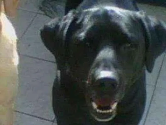 Cachorro ra a Labrador  idade 6 ou mais anos nome Negão