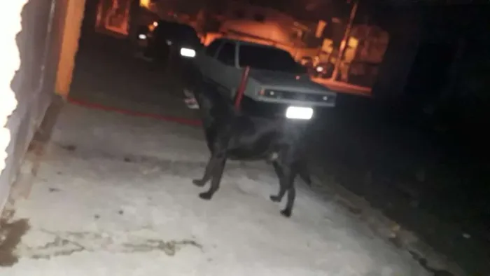 Cachorro ra a Labrador  idade 6 ou mais anos nome Negão
