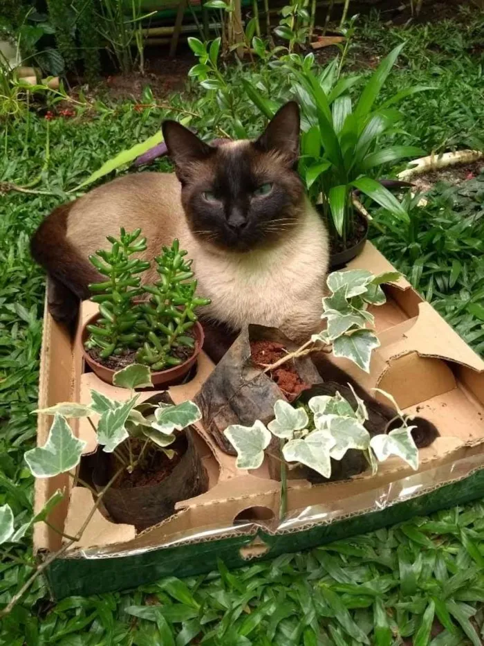 Gato raça siames idade 2 anos nome lugui e pretinho