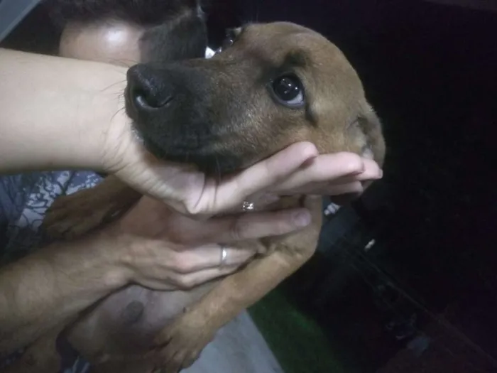 Cachorro ra a Cofap com viralata idade 2 a 6 meses nome Não possuem nome