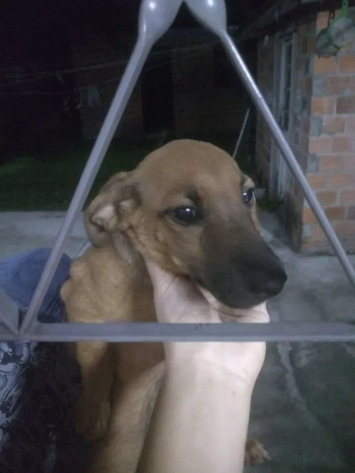 Cachorro ra a Cofap com viralata idade 2 a 6 meses nome Não possuem nome