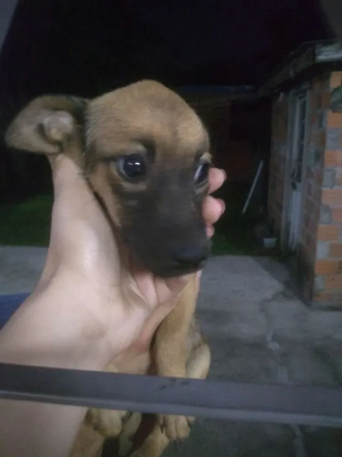 Cachorro ra a Cofap com viralata idade 2 a 6 meses nome Não possuem nome