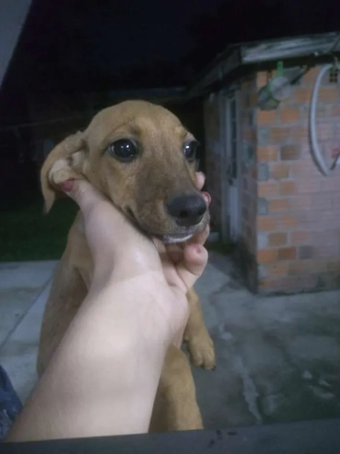 Cachorro ra a Cofap com viralata idade 2 a 6 meses nome Não possuem nome