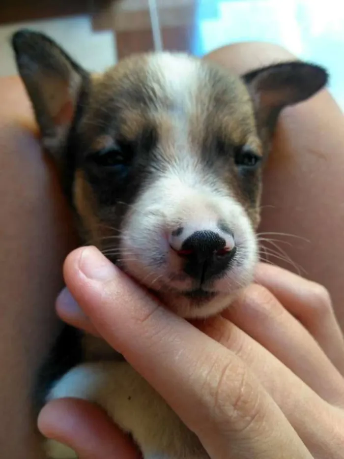 Cachorro ra a Vira lata idade Abaixo de 2 meses nome Beethoven