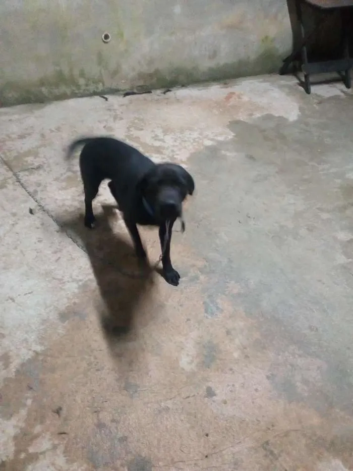 Cachorro ra a Labrador idade 2 a 6 meses nome Dugue