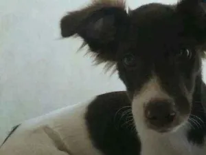 Cachorro raça Mestiço Border Collie idade 2 a 6 meses nome sem nome