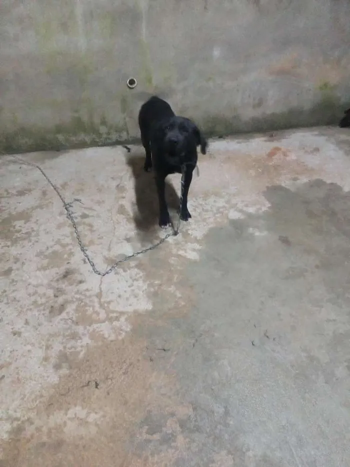 Cachorro ra a Labrador idade 2 a 6 meses nome Dugue