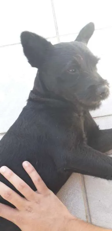 Cachorro raça Chow Chow idade 1 ano nome bart