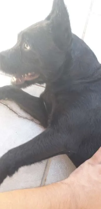 Cachorro raça Chow Chow idade 1 ano nome bart