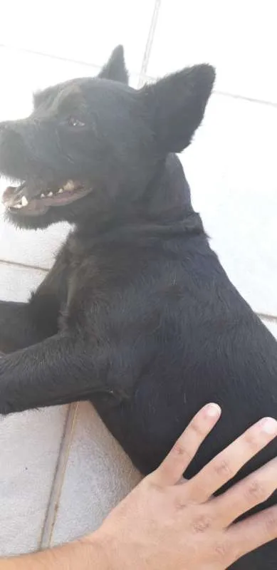 Cachorro raça Chow Chow idade 1 ano nome bart