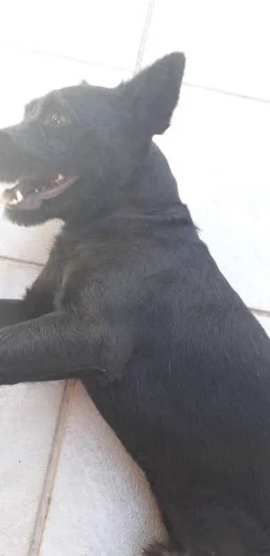 Cachorro raça Chow Chow idade 1 ano nome bart