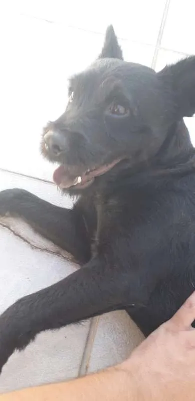 Cachorro raça Chow Chow idade 1 ano nome bart