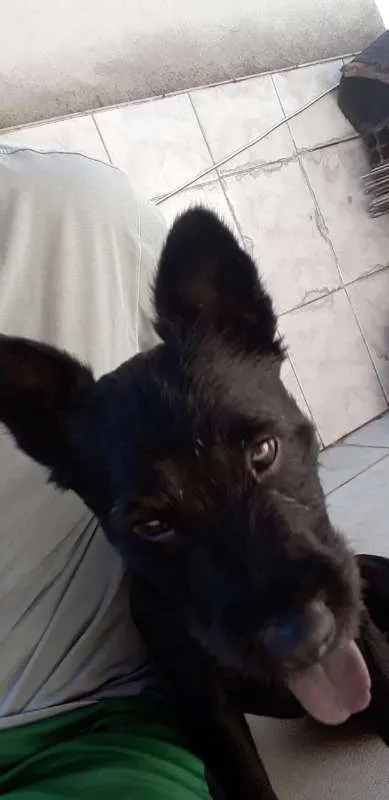 Cachorro raça Chow Chow idade 1 ano nome bart