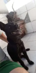 bart