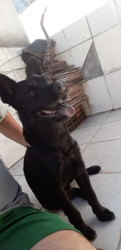Cachorro raça Chow Chow idade 1 ano nome bart