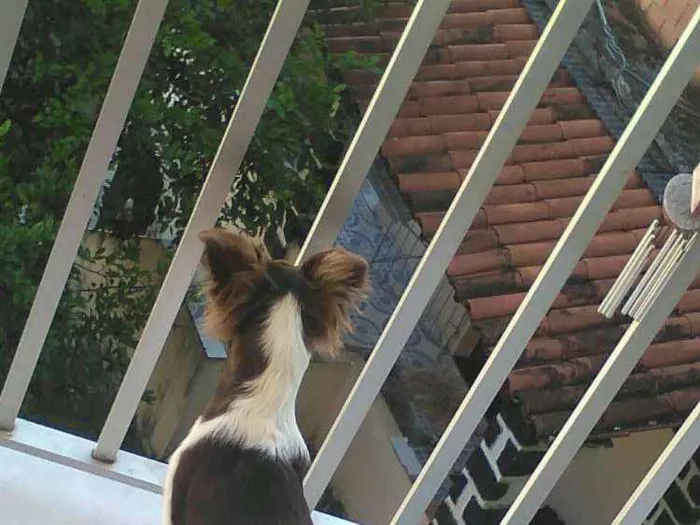 Cachorro raça Mestiço Border Collie idade 2 a 6 meses nome sem nome