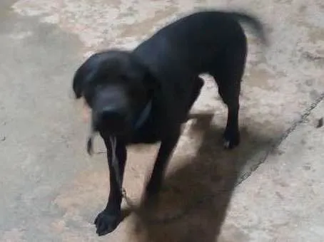 Cachorro ra a Labrador idade 2 a 6 meses nome Dugue