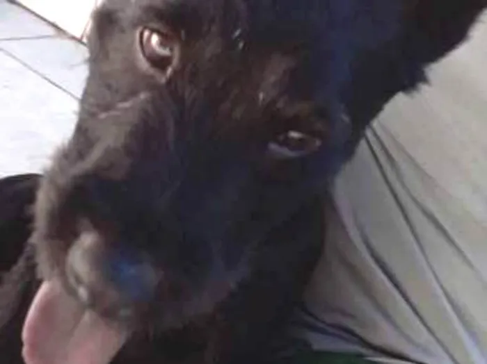 Cachorro raça Chow Chow idade 1 ano nome bart