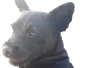 Cachorro raça Chow Chow idade 1 ano nome bart