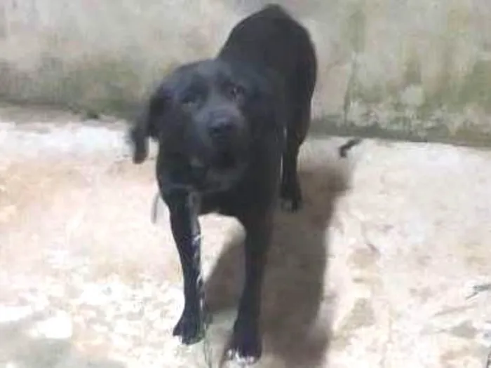 Cachorro ra a Labrador idade 2 a 6 meses nome Dugue