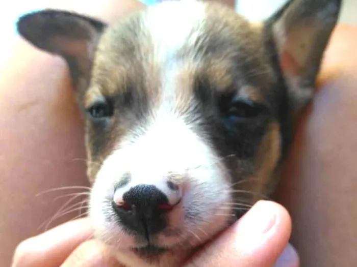 Cachorro ra a Vira lata idade Abaixo de 2 meses nome Beethoven