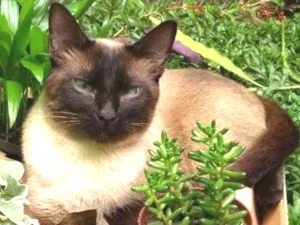 Gato raça siames idade 2 anos nome lugui e pretinho