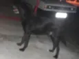 Negão