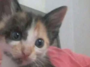 Gato raça Vialata idade 2 a 6 meses nome Irris