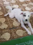 Paçoca