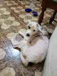 Paçoca