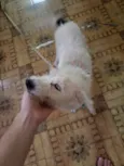 Paçoca