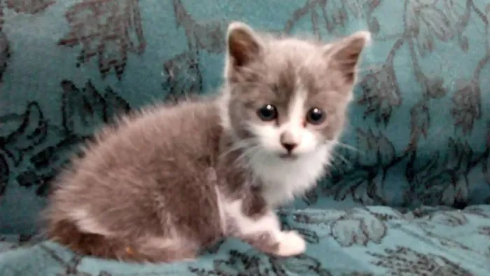 Gato ra a Sem raça definida idade  nome Sem nome