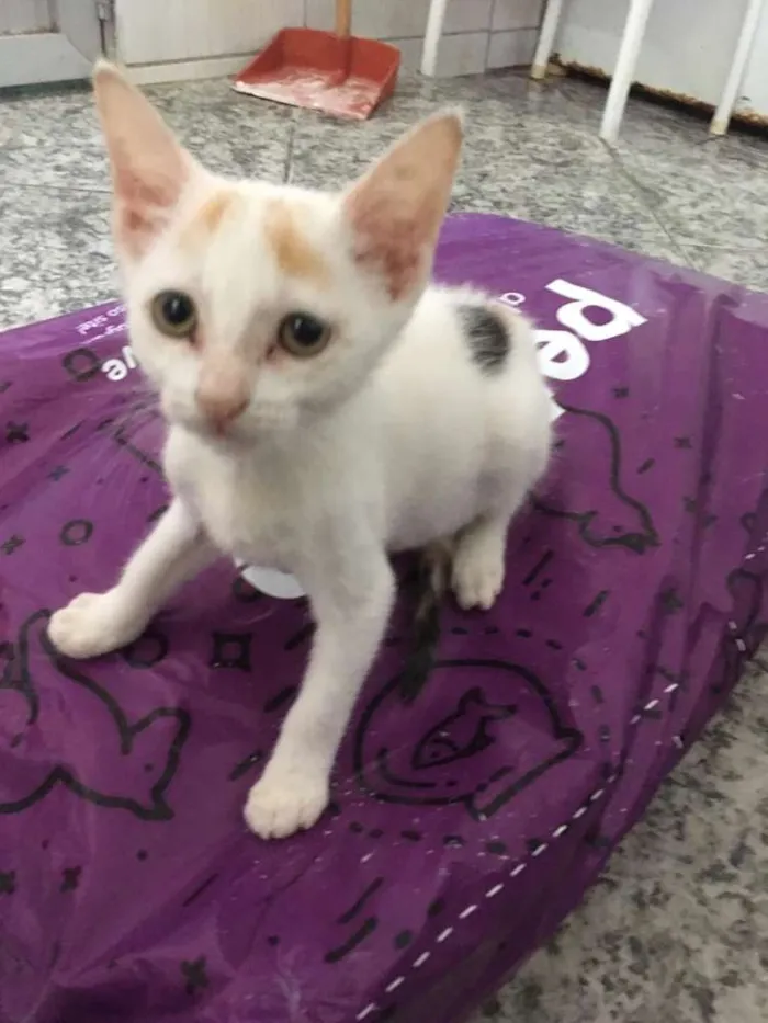 Gato ra a Srd idade 2 a 6 meses nome Miucha