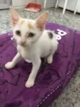 Miucha