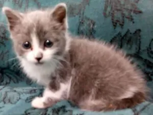 Gato raça Sem raça definida idade  nome Sem nome