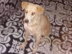 Cachorro raça Vira-lata  idade 6 ou mais anos nome Costela