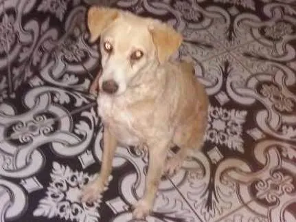 Cachorro raça Vira-lata  idade 6 ou mais anos nome Costela