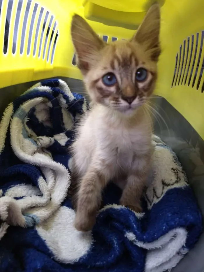 Gato ra a Srd idade Abaixo de 2 meses nome Gael