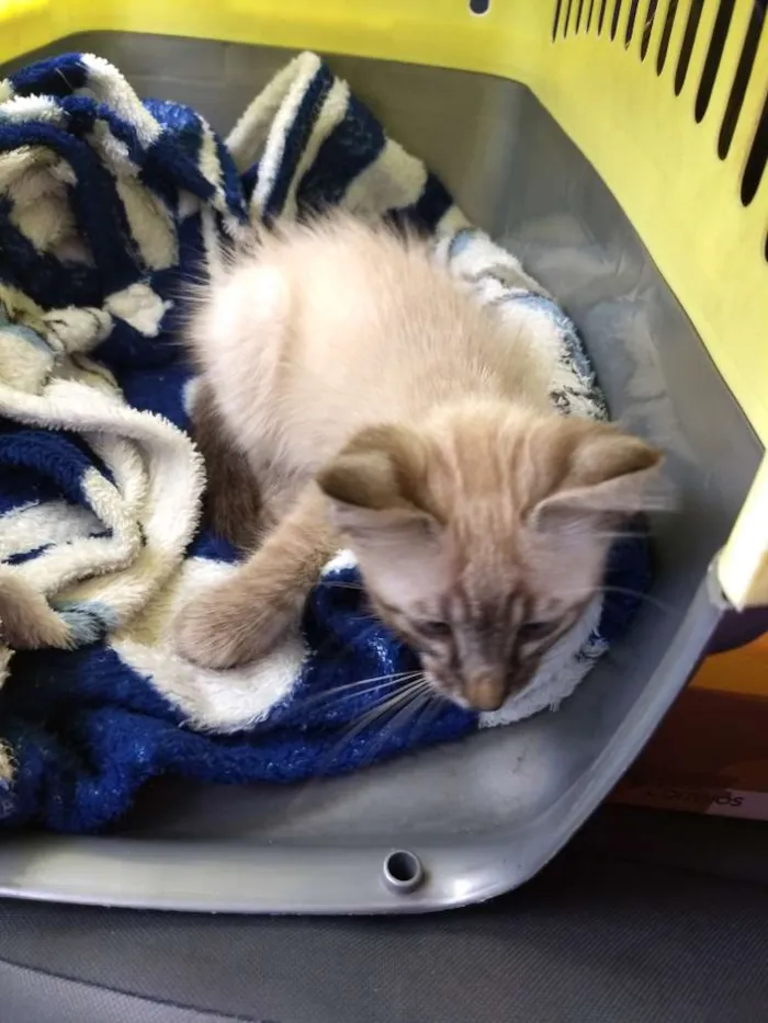 Gato ra a Srd idade Abaixo de 2 meses nome Gael