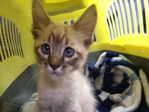 Gato raça Srd idade Abaixo de 2 meses nome Gael