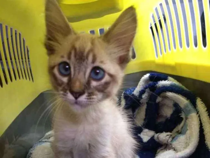 Gato ra a Srd idade Abaixo de 2 meses nome Gael