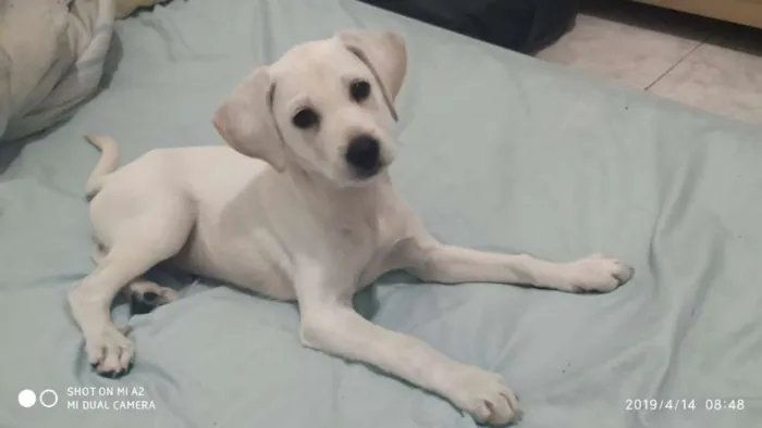 Cachorro ra a Mix labrador idade 2 a 6 meses nome Nick