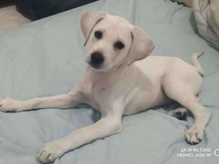 Cachorro ra a Mix labrador idade 2 a 6 meses nome Nick