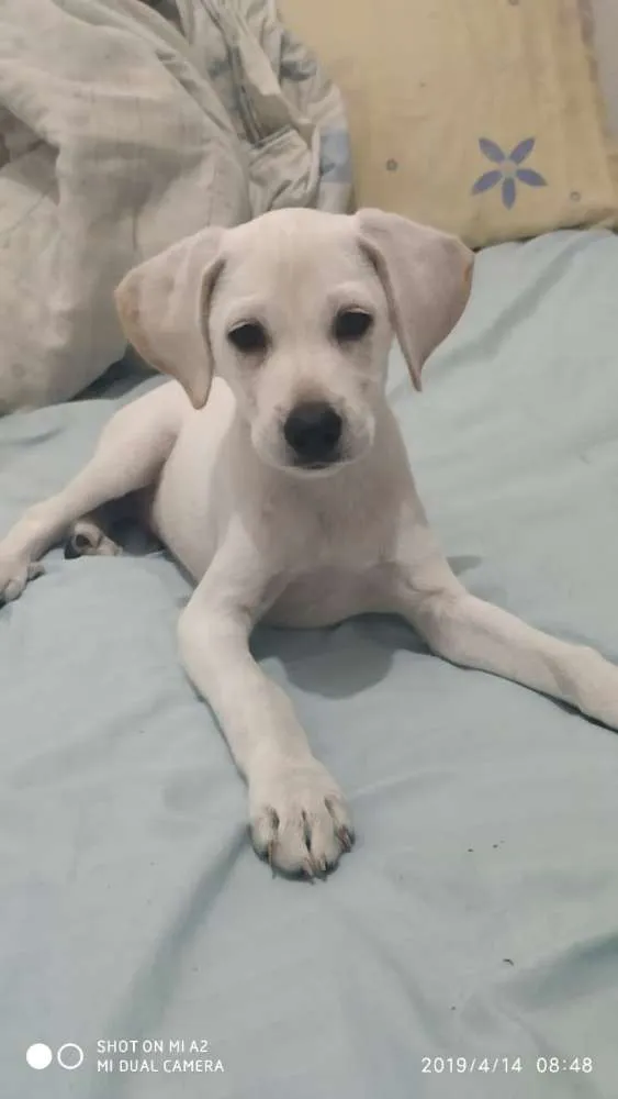 Cachorro ra a Mix labrador idade 2 a 6 meses nome Nick