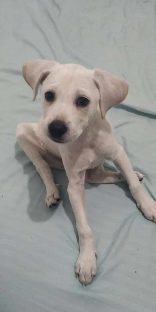 Cachorro ra a Mix labrador idade 2 a 6 meses nome Nick