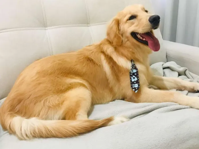 Cachorro ra a Golden idade 7 a 11 meses nome Budweiser